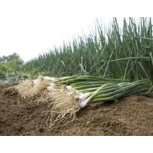 Calperia Zümrüt Soğan Tohumu - 10 gr