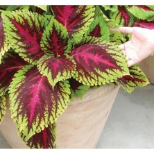 Calperia Kırmızı Yeşil Yaprak Güzeli Tohumu - 20 Adet