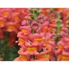 Calperia Turuncu Renk Uzun Boylu Aslan Ağzı Tohumu - 25 Adet