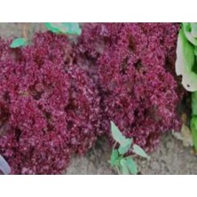 Calperia Kırmızı Marul Tohumu - 100 Adet