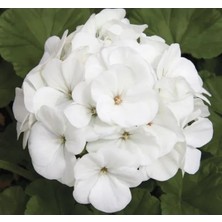 Calperia Büyük Top Çiçekli Beyaz Sardunya Tohumu - 5 Adet