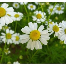 Calperia Kalıcı Alman Papatyası F1 Tohumu - 10 Adet