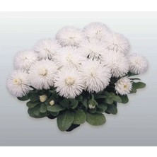 Calperia Katmerli Beyaz Şeker Papatya Tohumu (20 Adet)