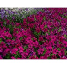 Calperia Eflatun Renkli Petunya Tohumu - 20 Adet