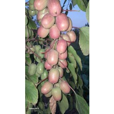 Mini Kivi Kens Red Erkekli Disili 2 Fidan