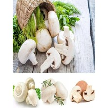 Tarımsal ve Hayvansal Ürünler 1 gr Kültür Mantarı Tohumu Miseli