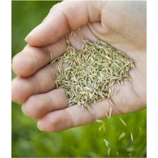 Tarımsal ve Hayvansal Ürünler Çim Tohumu 100 gr