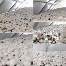 Tarımsal ve Hayvansal Ürünler 30.000 Adet Beyaz Şapkalı Kültür Mantarı Tohumu + Eğitim Kılavuzu ve Üzüm Fidanı Tohumu Hediye