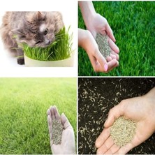 Tarımsal ve Hayvansal Ürünler Kedi Çimi Tohumu 1 M2 Alana Yetecek Kadar + Hediye Üzüm Fidanı Tohumları