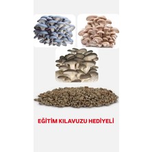 Tarımsal ve Hayvansal Ürünler 100 Adet Istiridye Kavak Kayın Yaprak Mantarı Tohumu