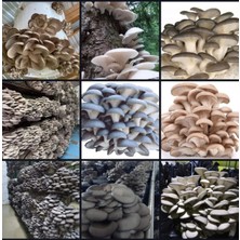 Tarımsal ve Hayvansal Ürünler 3000 Adet Istiridye Kavak Mantarı Tohumu+ Ekim Poşetleri+ Eğitim Kılavuzu+ Üzüm Fidanı Tohumu Hediye