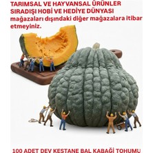Tarımsal ve Hayvansal Ürünler Dev Kestane Bal Kabağı Tohumu 100 Adet + Hediye Üzüm Fidanı Tohumları