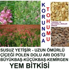 Tarımsal ve Hayvansal Ürünler 2000 Adet Korunga Kümes Hayvan Yemi Tohumu + Hediye Üzüm Fidanı Tohumları