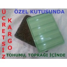 Tarımsal ve Hayvansal Ürünler Beyaz Şapkalı Kültür Mantarı Tohumu Ekili Kutu ve Yönerge