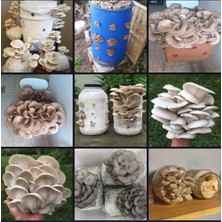 Tarımsal ve Hayvansal Ürünler 15000 Adet Istiridye Mantarı Tohumu + Ekim Poşetleri + Eğitim Kılavuzu+ Üzüm Fidanı Tohumu Hediye
