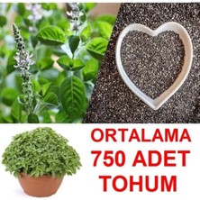 Tarımsal ve Hayvansal Ürünler Ortalama 750 Adet Yeşil Top Fesleğen Tohumu + Hediye Üzüm Fidanı Tohumları