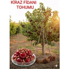 Tarımsal ve Hayvansal Ürünler 300 Adet Napolyon Kiraz Tohumu