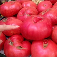 Tarımsal ve Hayvansal Ürünler 150 Adet Tohum Organik Hobi Bahçe Saksılık Pembe Bulgar Domates Tohumu Köy Tohumları