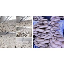Tarımsal ve Hayvansal Ürünler Istiridye ve Kültür Mantarı Tohumu Birlikte (2×3000 Adet)