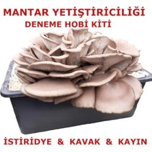Tarımsal ve Hayvansal Ürünler Tubitak Proje Seti Mantar Yetiştiriciliği