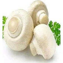 Tarımsal ve Hayvansal Ürünler 1 gr Beyaz Şapkalı Kültür Mantarı Tohumu