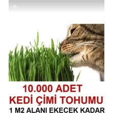 Tarımsal ve Hayvansal Ürünler 1 M2 Alana Yetecek Kadar Kedi Yemi Çim Tohumu + Hediye Üzüm Fidanı Tohumları