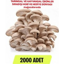 Tarımsal ve Hayvansal Ürünler 2000 Adet Istiridye Mantarı Tohumu, Ekim Poşetleri, Kılavuz ve Üzüm Fidanı Tohumu Hediye