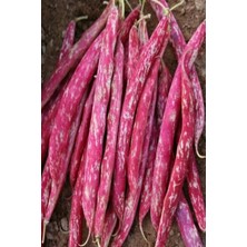 Tarımsal ve Hayvansal Ürünler 200 Adet Sırık Fasulye Barbunya Tohumu + Hediye Üzüm Fidanı Tohumları