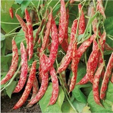 Tarımsal ve Hayvansal Ürünler 300 Adet Tohum Sırık Barbunya Tohumu Barbunya Fasulye Fasülye Tohumu Köy Tohumları