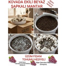Tarımsal ve Hayvansal Ürünler Kovada Beyaz Şapkalı Kültür Mantarı Ekili Deneme Kiti + Hediye Üzüm Fidanı Tohumları