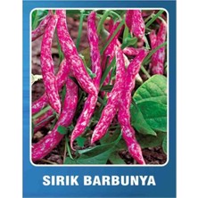 Tarımsal ve Hayvansal Ürünler 200 Adet Sırık Fasulye Barbunya Ata Tohumu + Hediye Üzüm Fidanı Tohumları