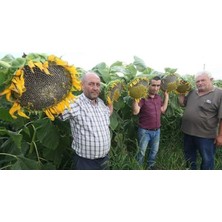 Tarımsal ve Hayvansal Ürünler 100 Adet Iri Taneli Dev Boylu Ayçiçeği Tohumu