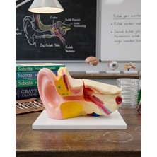 Temel 3 Boyutlu Anatomik Kulak Modeli, Çıkarılabilir Parçalı Stantlı Kulak Kesit Maketi