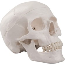 Temel 3 Parçalı Anatomik Kafatası Modeli, Çıkarılabilir Kafatası Kapağı ve Hareketli Çene Maket
