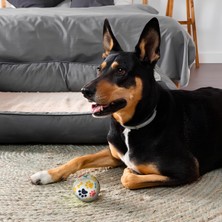 Ersat Home Kanji 3'lü Kedi Köpek Tenis Topu | 6.5 cm Orta Boy Renkli Pati Desenli Dayanıklı Oyuncak | Diş Dostu, Suda Batmaz, Eğitim ve Oyun Topu | Beyaz Zemin, Iç-Dış Mekan Uygun