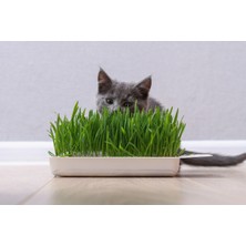 Kedi Çimi Tohumu Mix 200GR