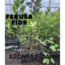 Ferusa Fide 2 Adet Aronya Fidanı 50-100 cm Boy Saksıda Gönderim