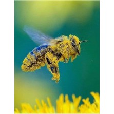 Tarımsal ve Hayvansal Ürünler 20.000 Adet Arı Otu Korunga Tohumu + Hediye Üzüm Fidanı Tohumları