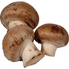 30.000 Adet Kestane Mantarı Tohumu+ Eğitim Kılavuzu + Süprist Hediye