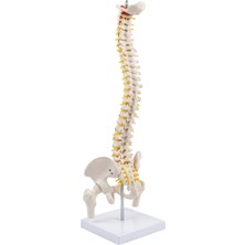 Temel Anatomik Omurga Modeli, Pelvisli Stantlı Vertebra Maketi, Sinir Çıkışlı Eğitim Modeli