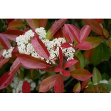 Fidan & Peyzaj - Boylu Alev Çalısı / Çit Bitkisi (1 Yaş /saksılı)