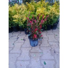 Fidan & Peyzaj - Bodur Alev Çalısı (1 Yaş / Saksılı)