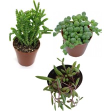 The Best Online Thebestonline 3 Adet Mini Sukulent Seti ,tesbih - Yakut - Prenses Çiçeği