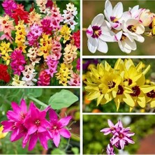 Csy 15 Adet Mısır Zambağı Çiçeği Soğanı Karışık Renk Yeni Mahsul.