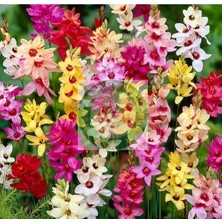 Csy 15 Adet Mısır Zambağı Çiçeği Soğanı Karışık Renk Yeni Mahsul.