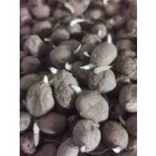 50 Adet Salep Yumrusu Tohumu