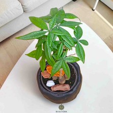 Beton Saksıda Örgülü Pachira|bitkitürk