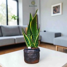 Dekoratif Beton Saksıda Ithal 2'li Sansaveria Peygamber Kılıcı|bitkitürk Özel Seçim