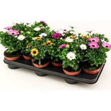 İlkadım Botanik 4 Adet Bodrum Papatyası Karışık Renk