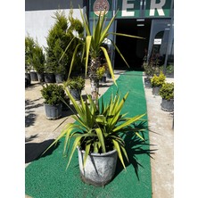 ERG Peyzaj Yucca